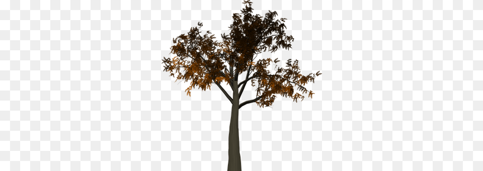 Tree Plant, Leaf, Maple, Tree Trunk Free Png Download