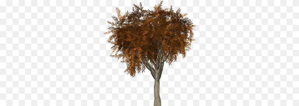 Tree Plant, Maple, Conifer, Art Free Png