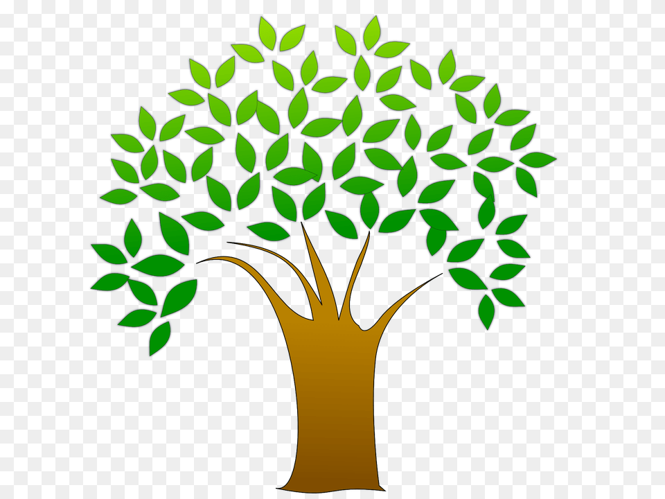 Tree, Green, Herbal, Herbs, Leaf Free Png