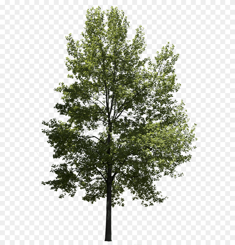 Tree, Oak, Plant, Sycamore, Architecture Png
