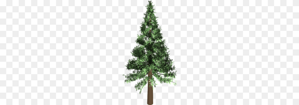 Tree Fir, Pine, Plant, Conifer Png Image