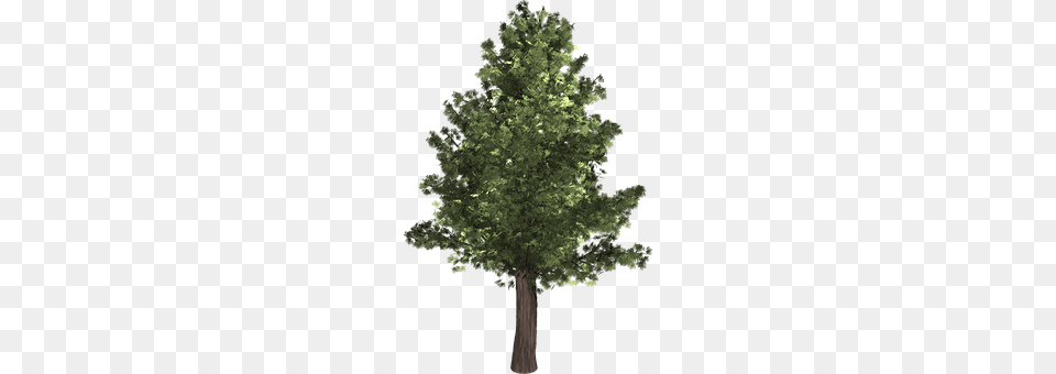 Tree Conifer, Plant, Oak, Sycamore Png Image