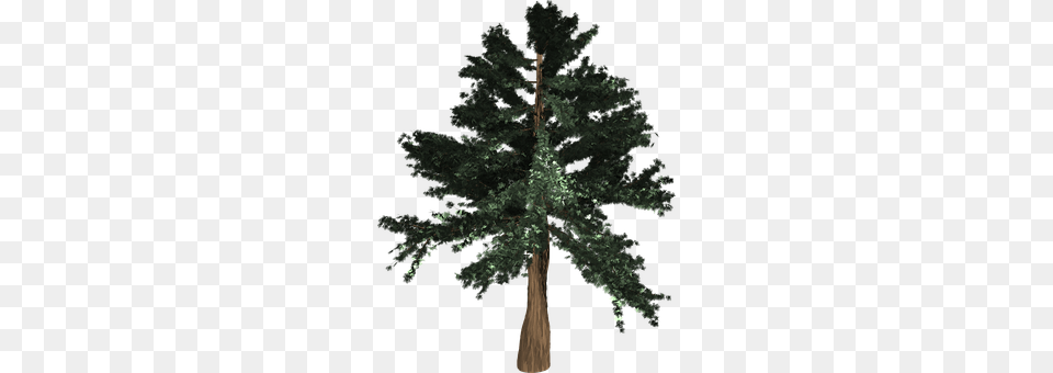 Tree Conifer, Plant, Fir, Pine Free Png Download