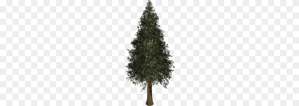 Tree Fir, Plant, Conifer Free Png Download