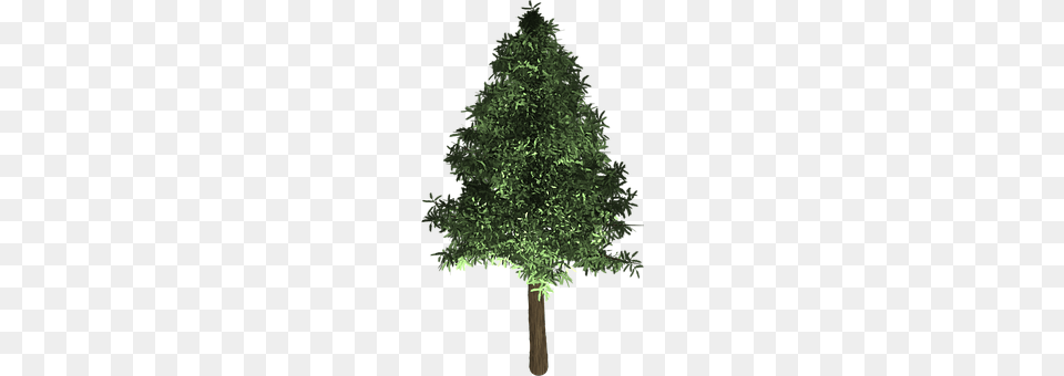 Tree Plant, Conifer, Fir, Pine Png