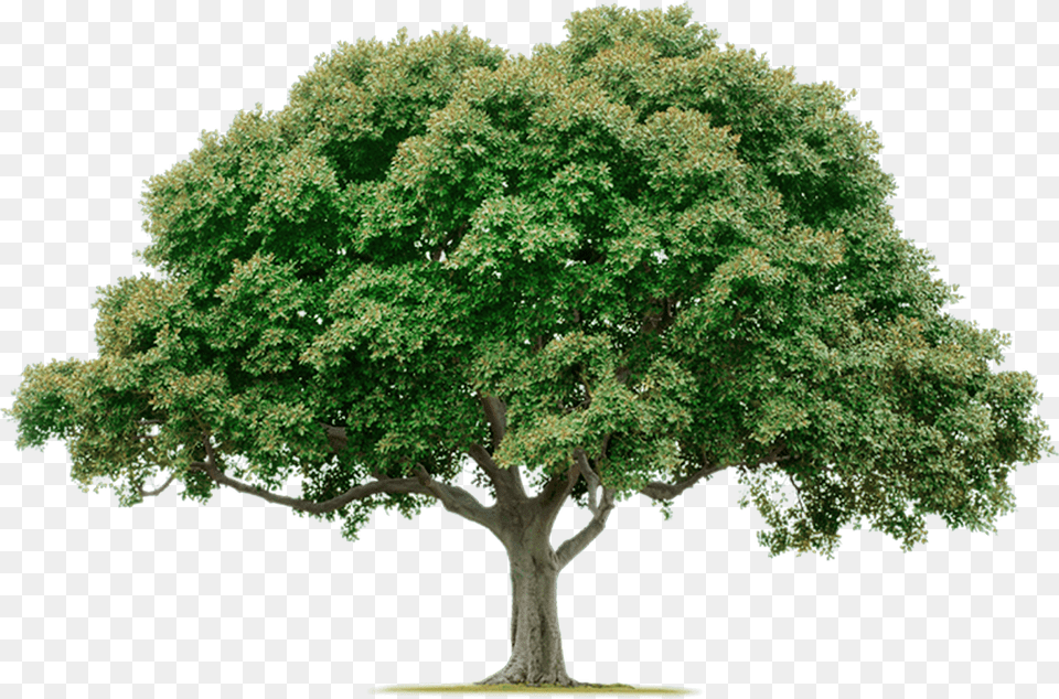 Tree, Oak, Plant, Sycamore, Potted Plant Free Png