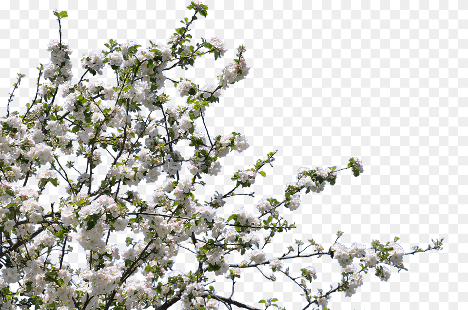 Tree Flower, Plant, Cherry Blossom, Flower Arrangement Png Image