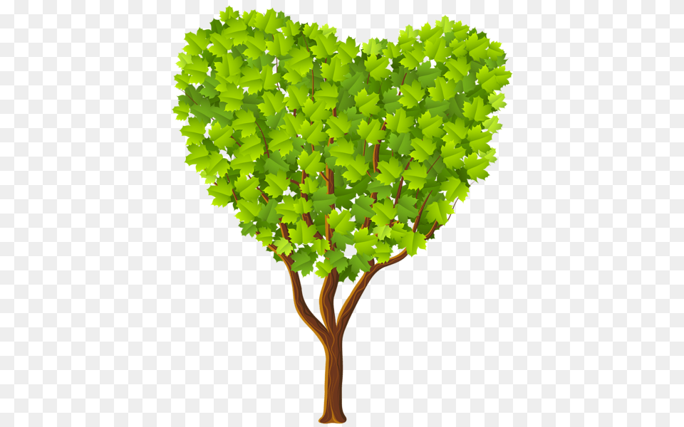 Tree, Oak, Plant, Sycamore, Vegetation Free Transparent Png