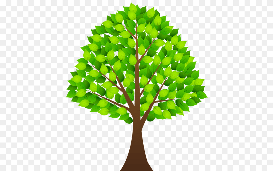 Tree, Green, Leaf, Oak, Plant Free Png