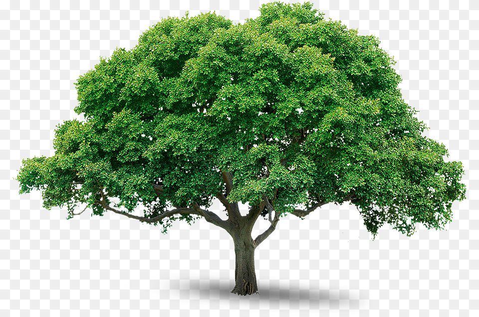 Tree, Oak, Plant, Sycamore, Maple Free Transparent Png