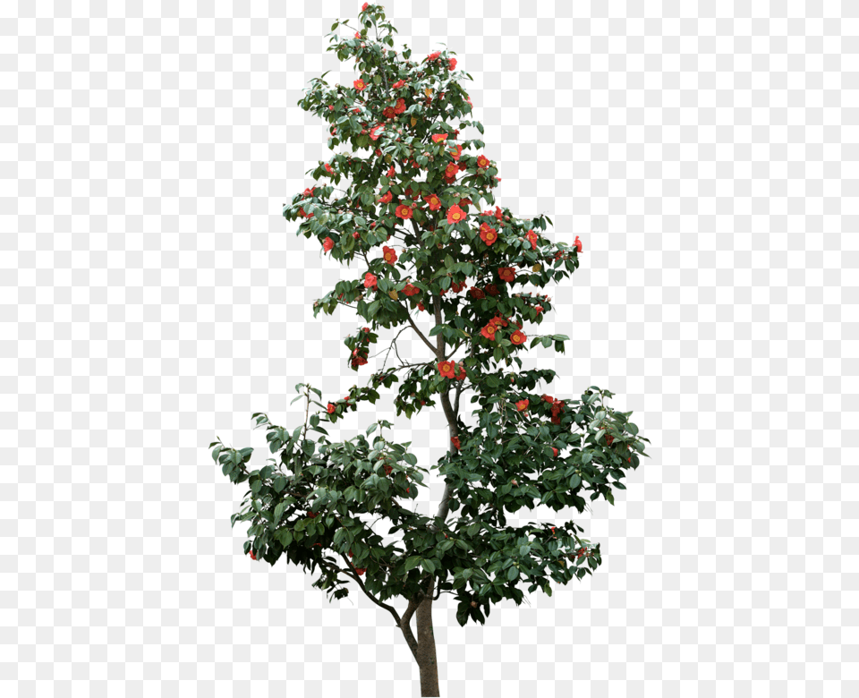 Tree, Plant, Leaf, Potted Plant, Flower Free Transparent Png