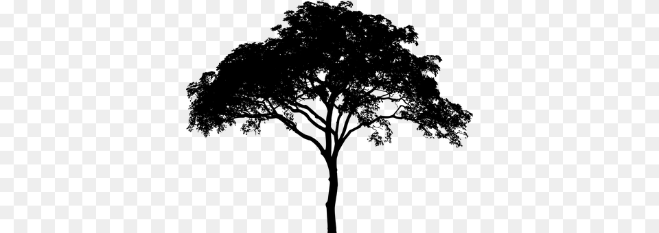 Tree Gray Free Png Download