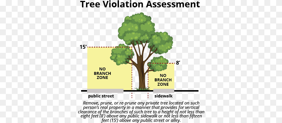 Tree, Oak, Plant, Sycamore, Vegetation Png
