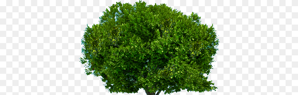 Tree, Plant, Vegetation, Oak, Sycamore Png Image