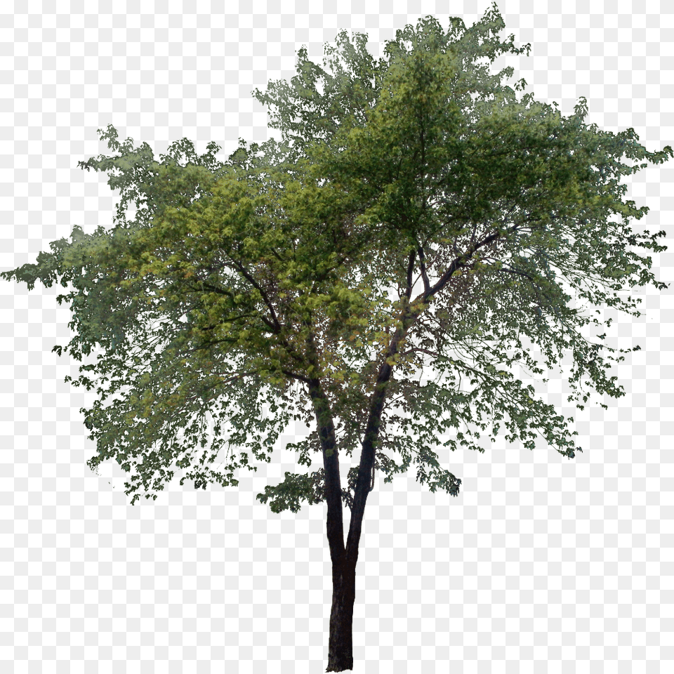 Tree, Plant, Tree Trunk, Oak, Sycamore Free Png