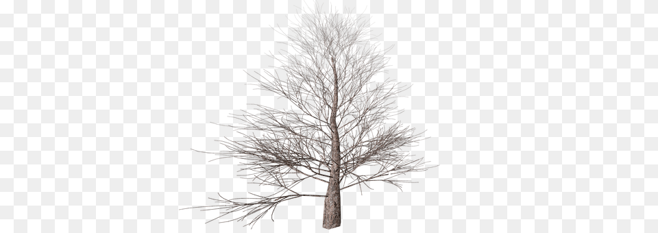 Tree Plant, Ice, Weather, Outdoors Png