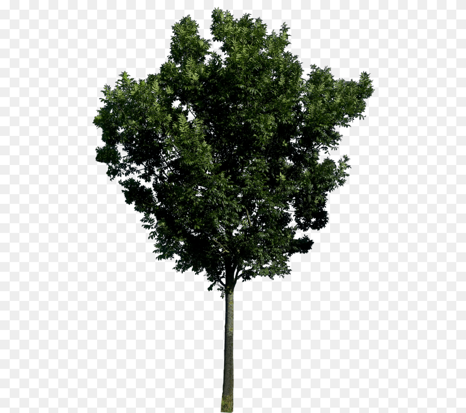Tree, Plant, Tree Trunk, Oak, Vegetation Free Png
