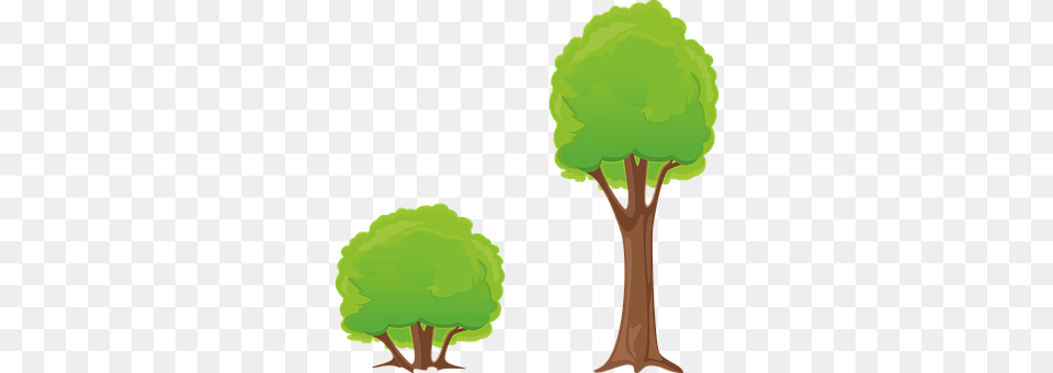 Tree Plant, Vegetation, Green, Broccoli Free Png Download