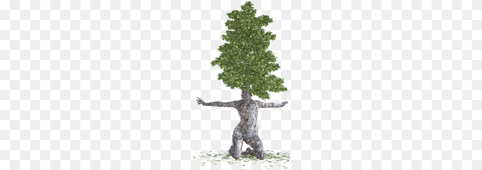 Tree Conifer, Plant, Tree Trunk, Oak Free Png