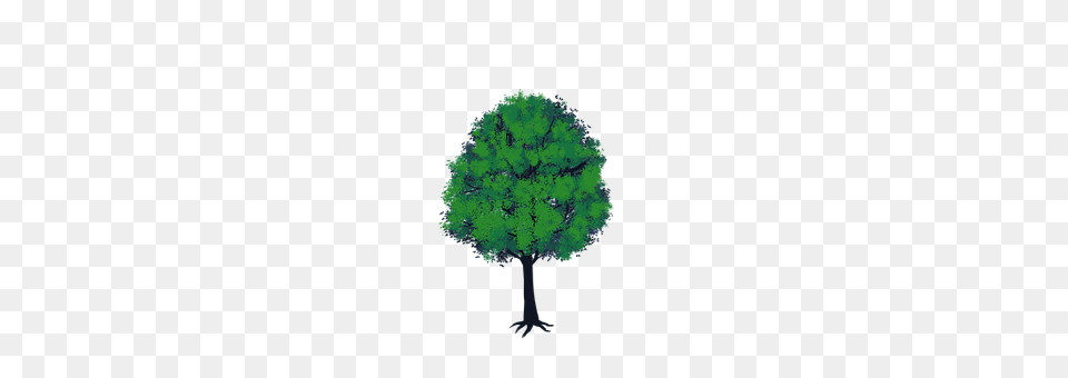 Tree Plant, Vegetation, Night, Astronomy Free Transparent Png