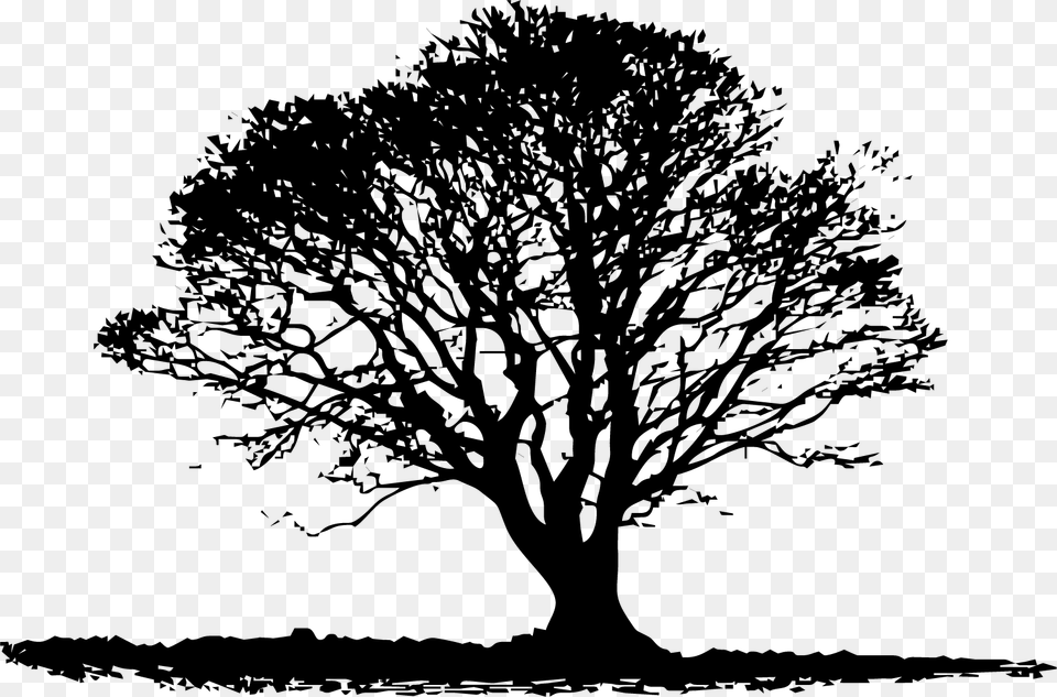 Tree, Oak, Plant, Silhouette, Art Free Png