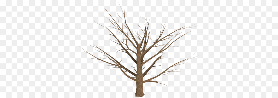 Tree Plant, Wood, Outdoors, Nature Free Png