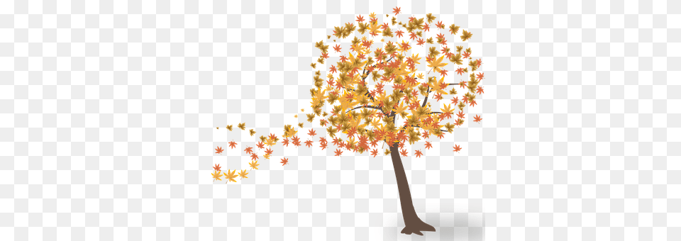 Tree Plant, Maple, Flower, Vegetation Free Png Download