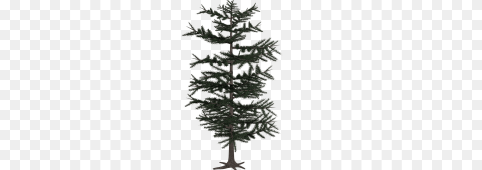 Tree Fir, Plant, Pine, Conifer Png