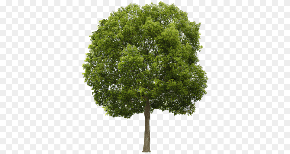 Tree, Oak, Plant, Sycamore, Tree Trunk Free Png Download