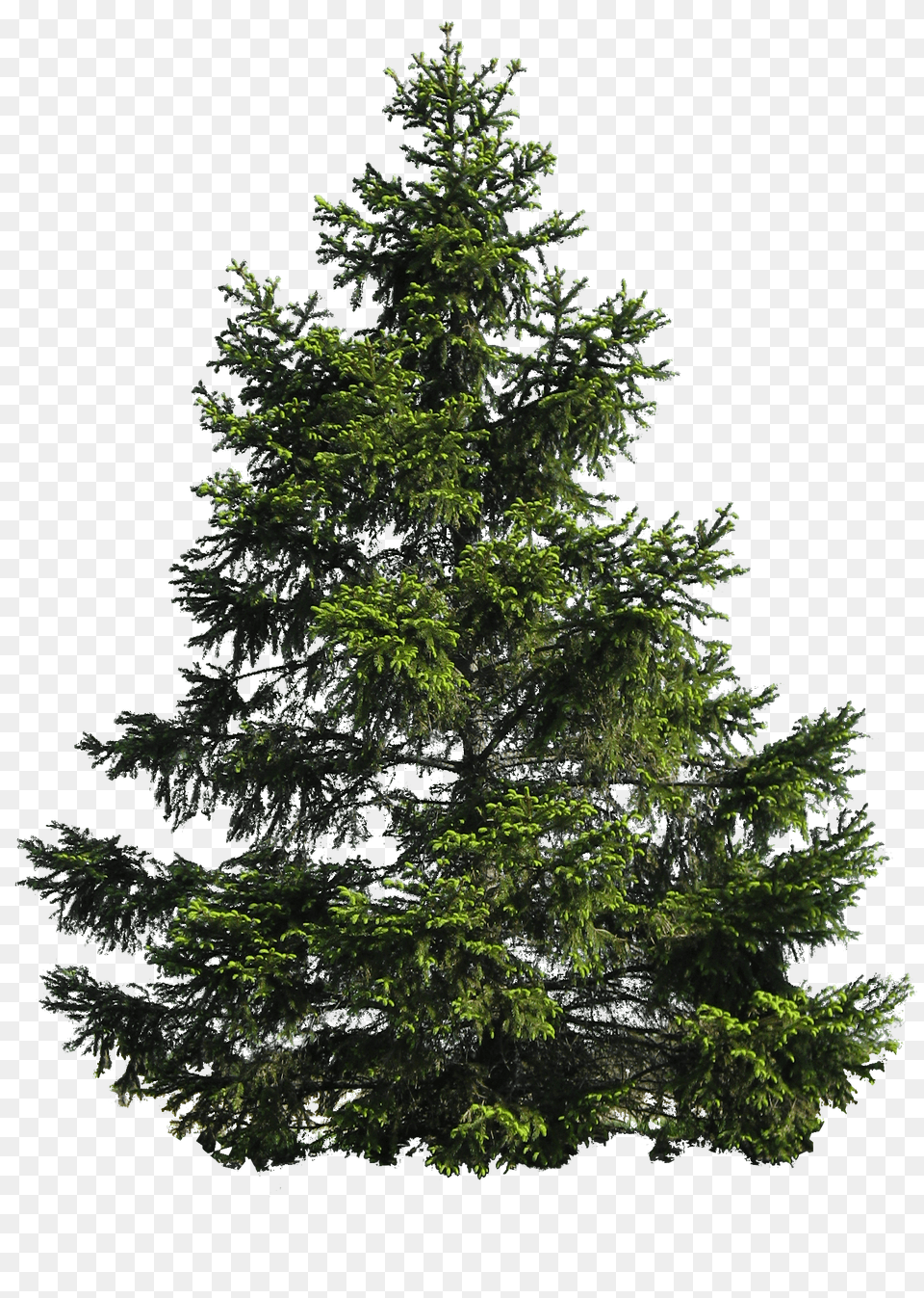Tree, Conifer, Fir, Plant, Pine Free Png Download