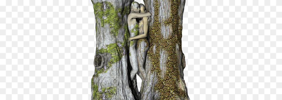 Tree Tree Trunk, Moss, Plant, Adult Free Png