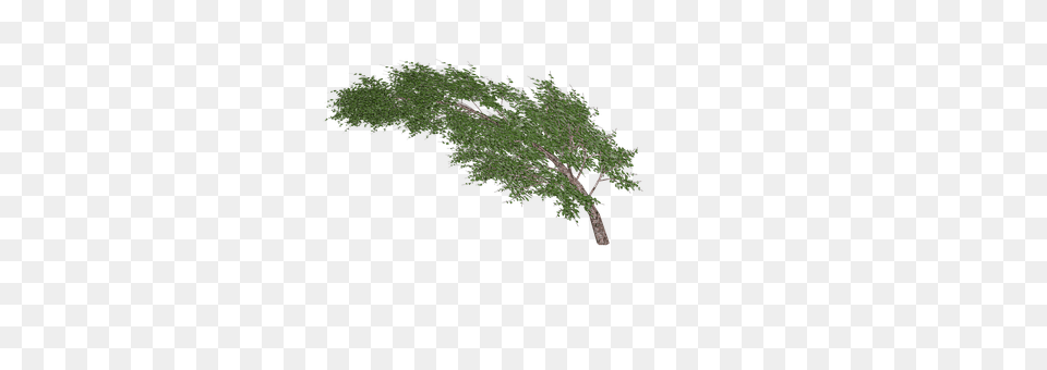 Tree Conifer, Oak, Plant, Sycamore Free Png Download