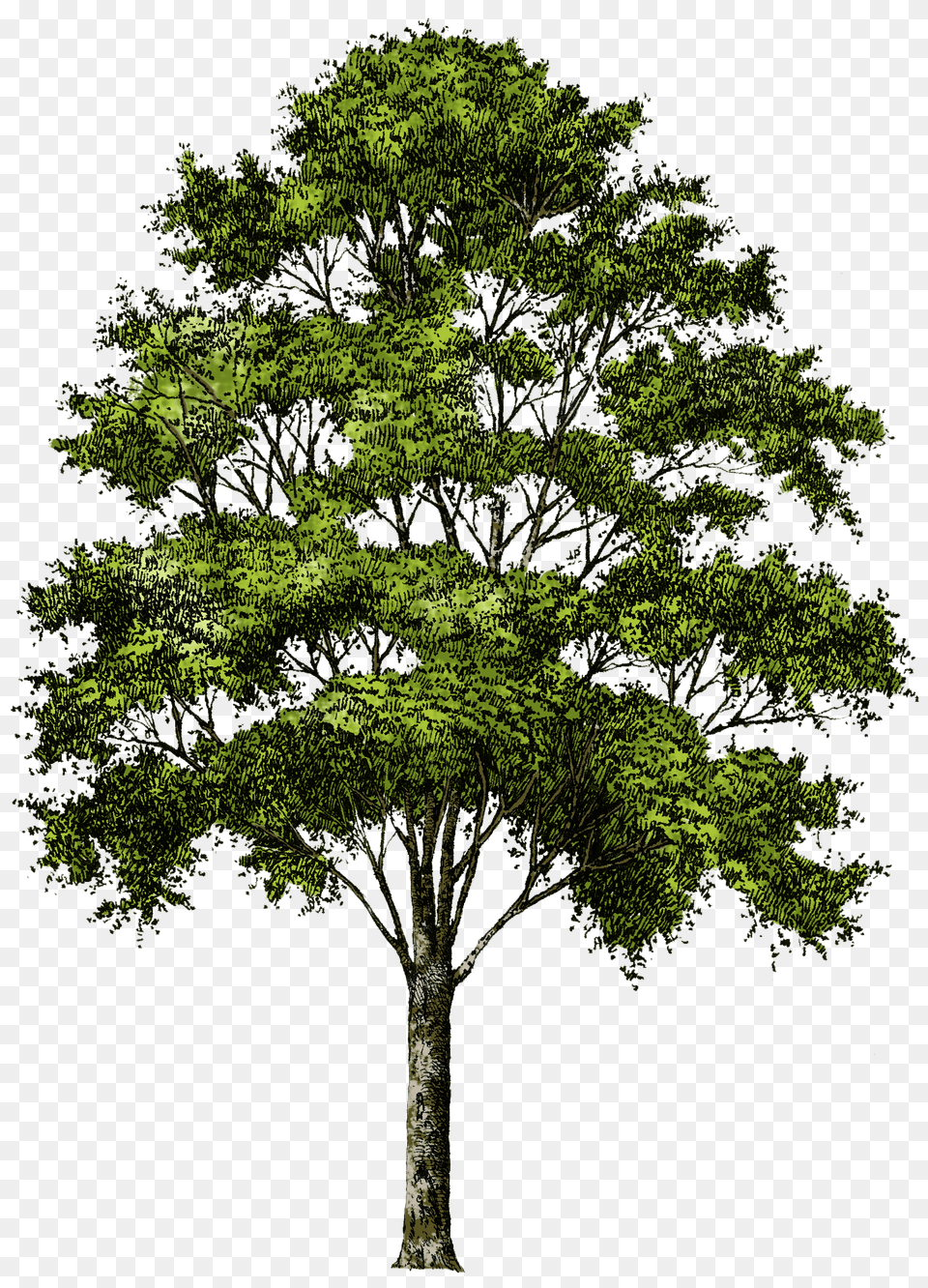 Tree, Oak, Plant, Sycamore, Tree Trunk Png Image