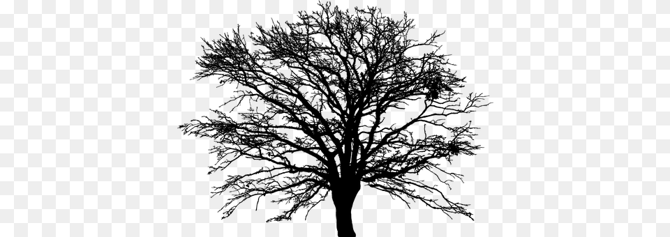 Tree Gray Free Png