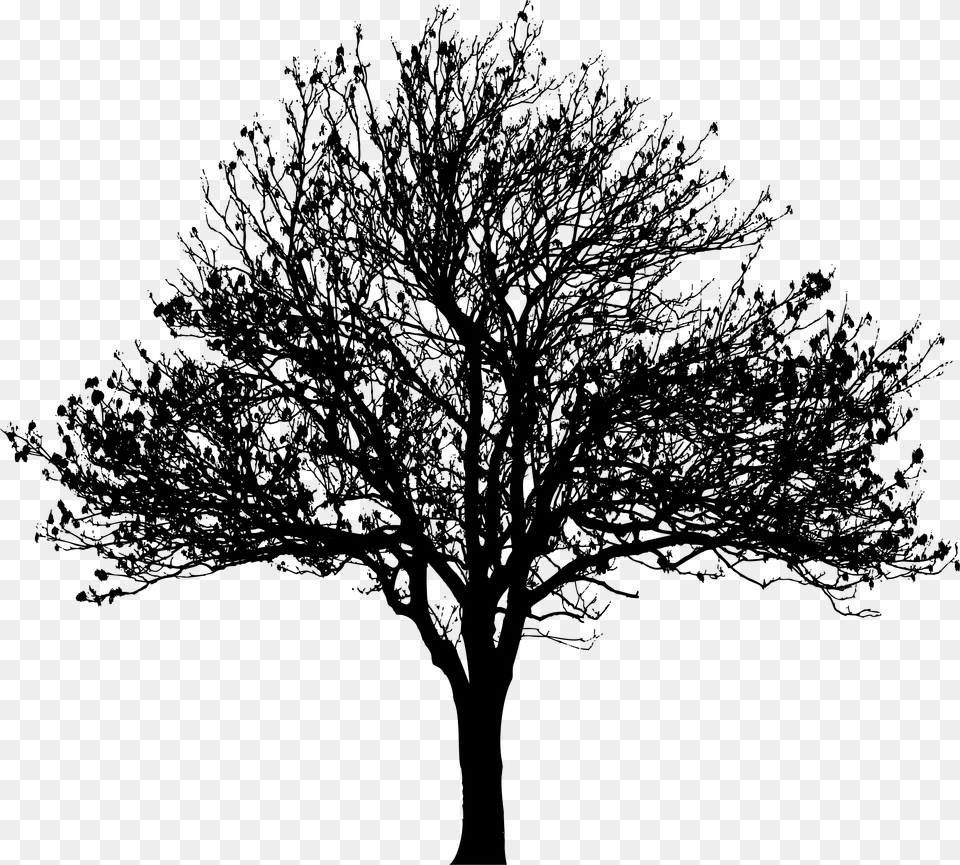Tree, Gray Free Png Download