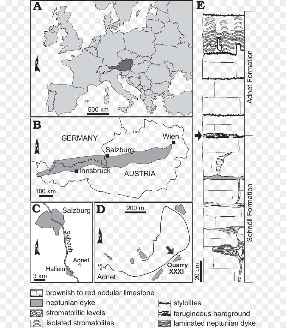 Tree, Chart, Plot, Map, Diagram Free Png Download