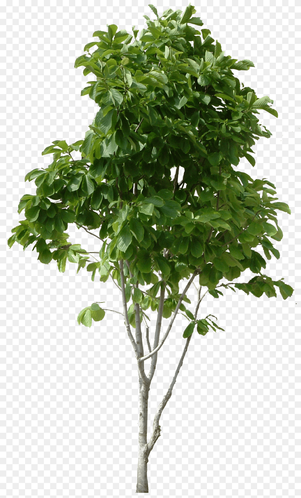 Tree, Leaf, Plant, Potted Plant, Maple Free Png Download