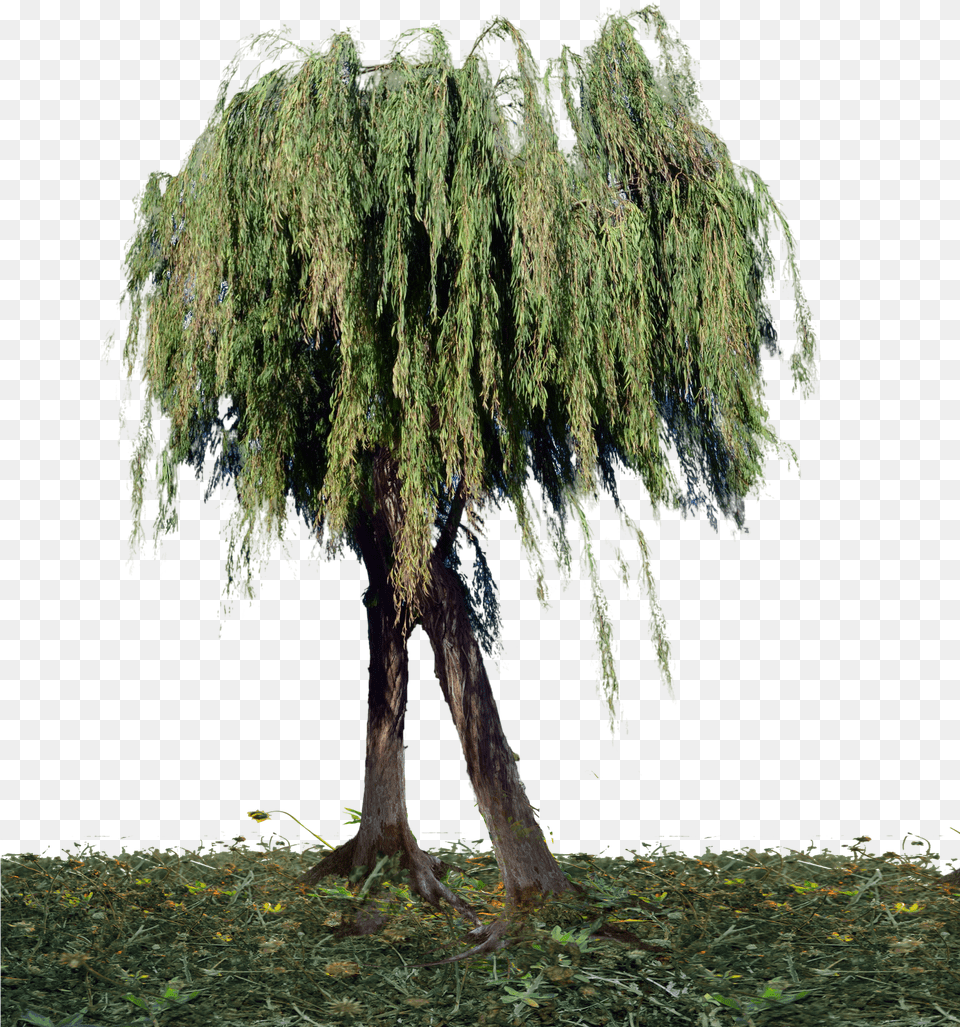 Tree, Plant, Conifer, Willow, Tree Trunk Free Png