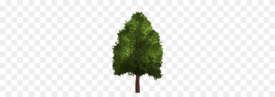 Tree Vegetation, Plant, Oak, Sycamore Free Png