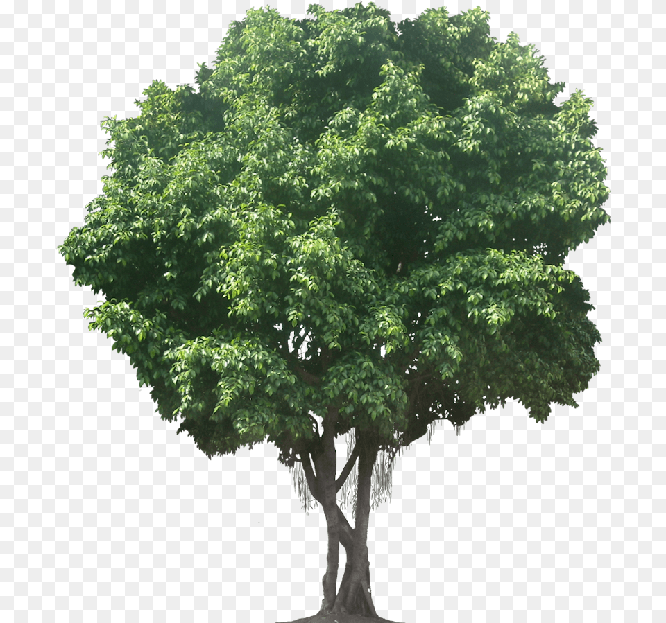 Tree, Maple, Oak, Plant, Sycamore Free Transparent Png