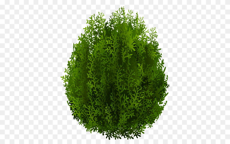 Tree, Green, Moss, Plant, Vegetation Free Png