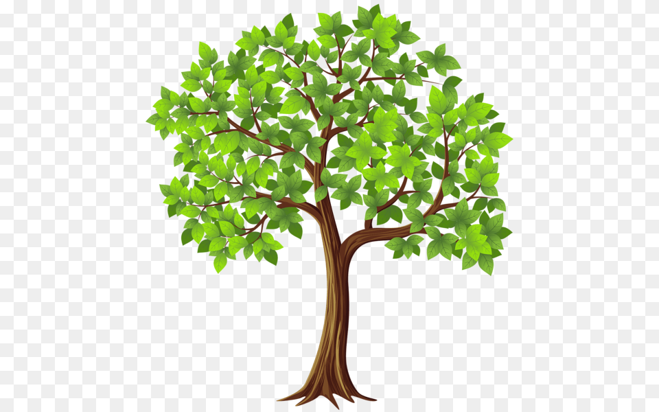 Tree, Oak, Plant, Potted Plant, Sycamore Free Png Download