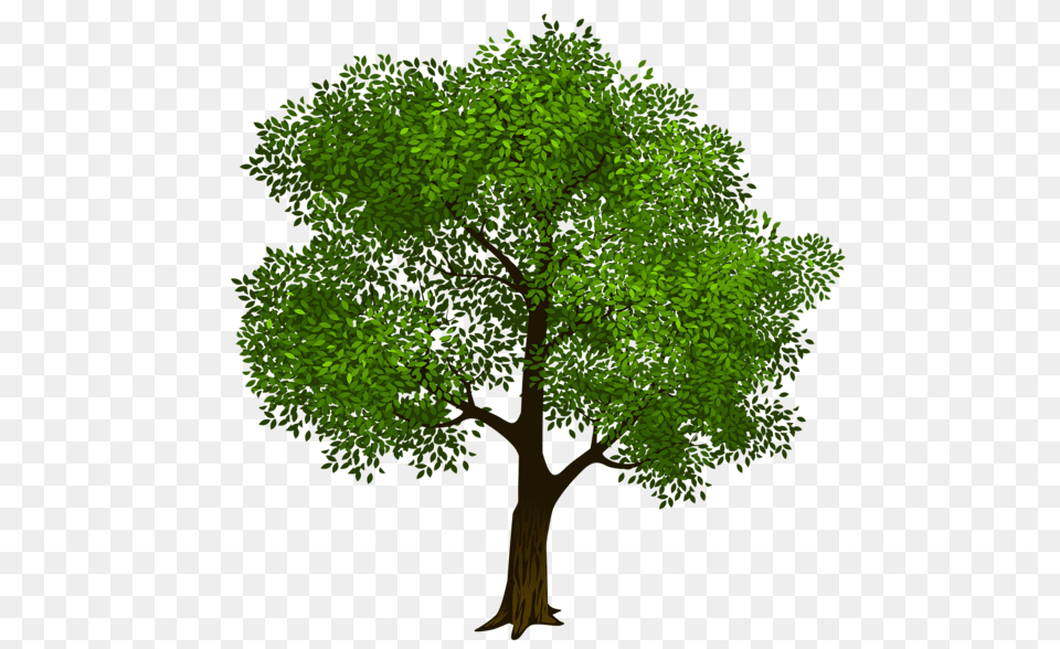 Tree, Green, Vegetation, Sycamore, Plant Free Transparent Png