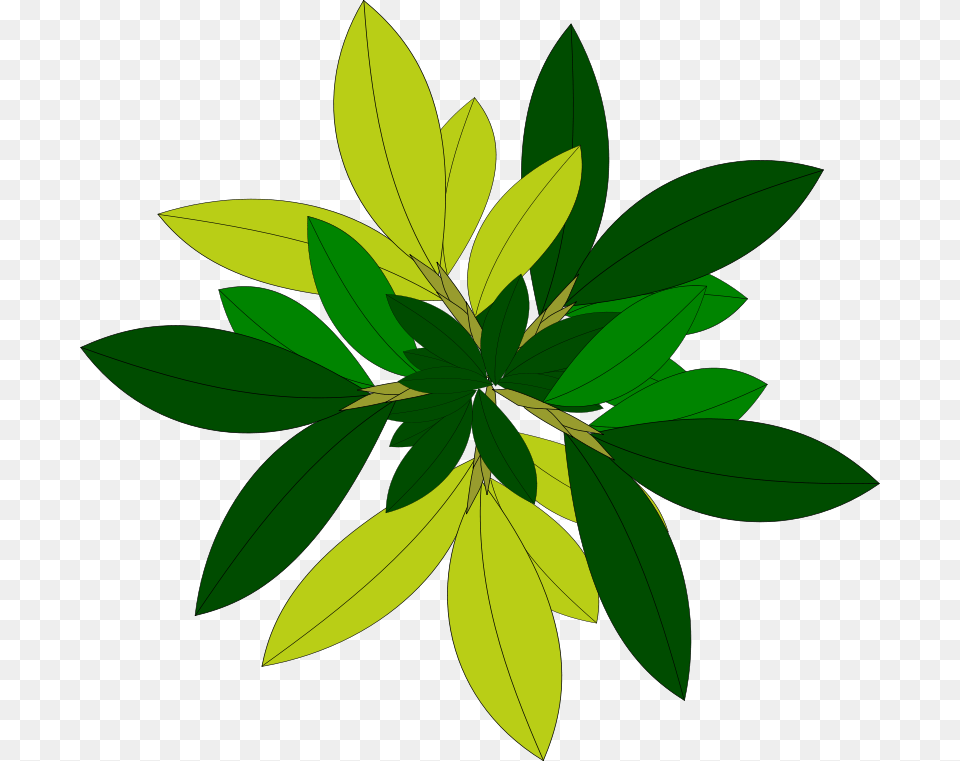 Tree, Green, Herbal, Herbs, Leaf Free Transparent Png