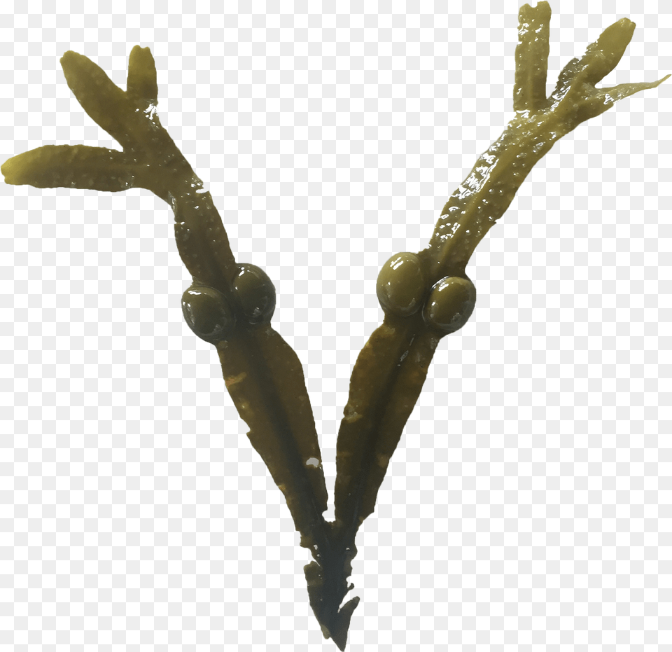 Tree, Seaweed, Person, Animal, Bird Png