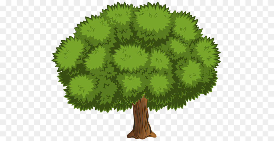 Tree, Plant, Conifer, Vegetation, Green Png