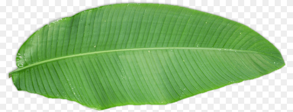 Tree, Leaf, Plant Png Image