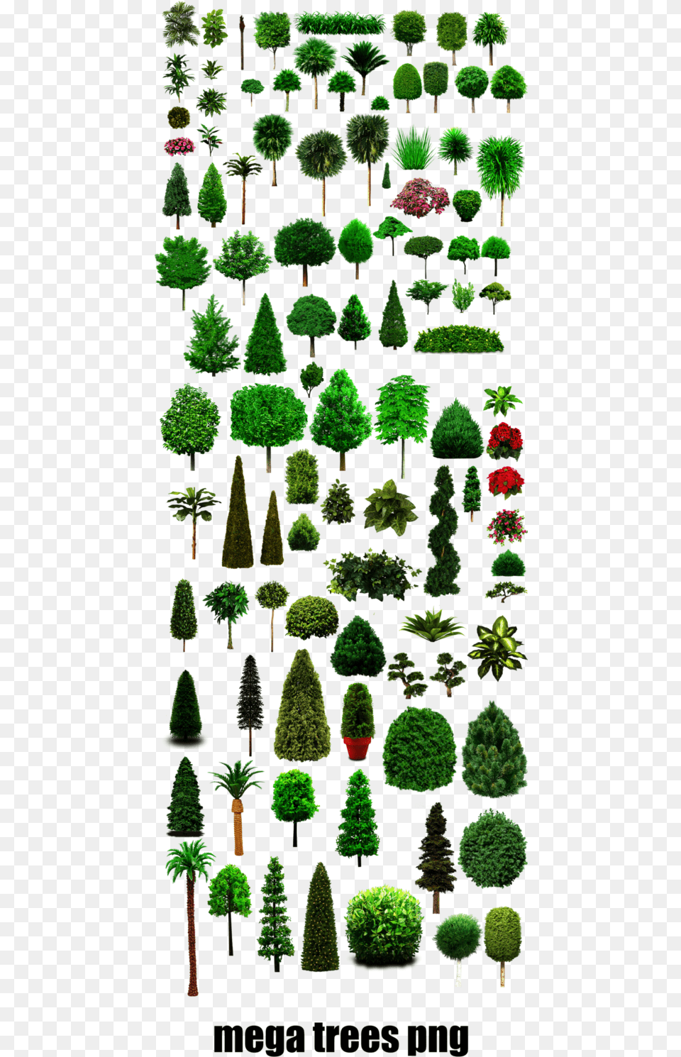 Tree, Plant, Garden, Green, Outdoors Free Transparent Png