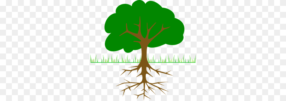 Tree Plant, Root Free Transparent Png