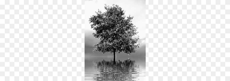 Tree Plant, Tree Trunk, Outdoors, Nature Free Transparent Png